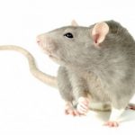 Ambiplaga: Desratización en Málaga