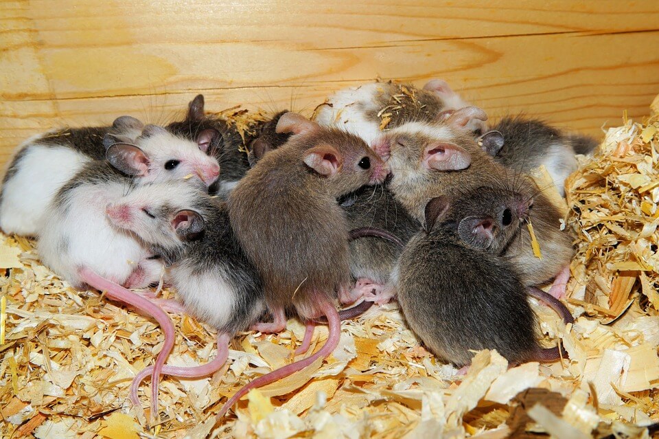 chiles secos infestados de ratones