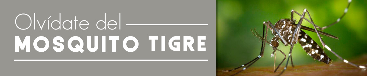 mosquito tigre en málaga