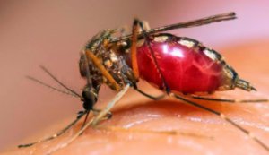 plagas de mosquitos - mosquito lleno