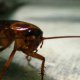 control de plagas en torremolinos-cucaracha