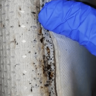 eliminar chinches de cama