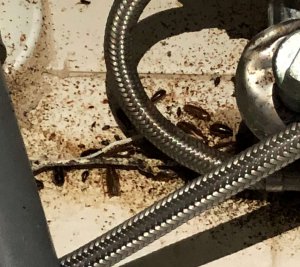 control de plagas en málaga