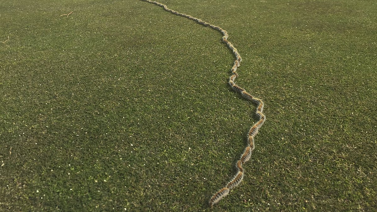control de plagas en málaga procesionaria del pino en hilera