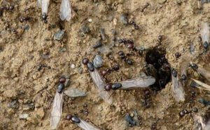 control de plagas en malaga hormigas con alas aluas