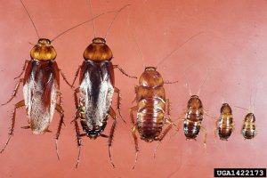 control de plagas en malaga-fumigador en malaga-cucaracha americana fases